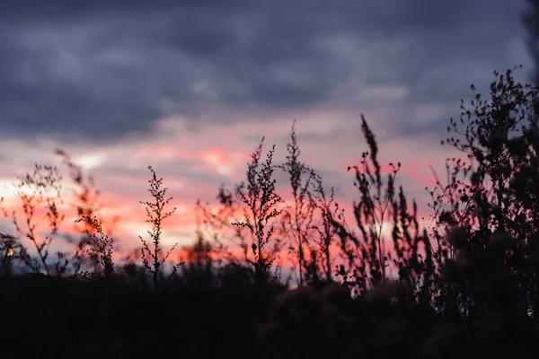 gün batımında çim Silhouettes