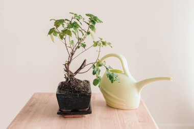 Tencerede küçük bir ağaç