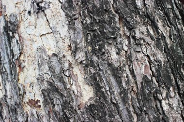 Bark büyük ağaç yaşlı.