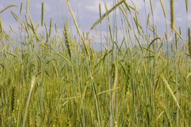 Almatı, Kazakistan'ın yaz yeşil buğday alanında