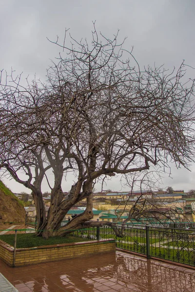 500-year-old pistache boom in de buurt van de graf van profeet Daniël of Heilige Daniyar in Samarkand, Oezbekistan — Stockfoto