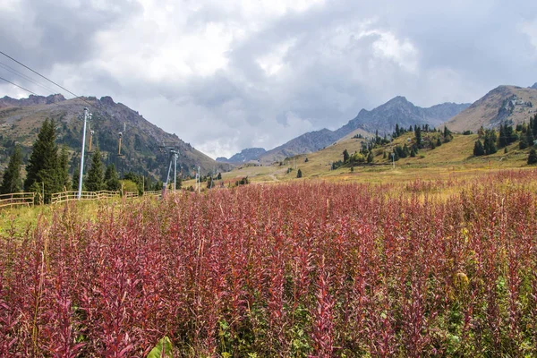 Red plants at the mountains, Tien Shan mountains Shymbulak ski r — Stock Photo, Image