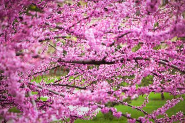 Erguvan bahar pembe çiçekli. Doğu Erguvan çiçekli 