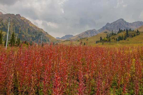 Plantas rojas en las montañas, Tien Shan montañas Shymbulak ski r —  Fotos de Stock