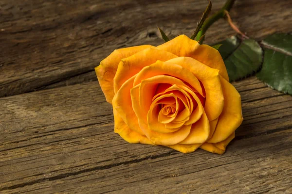 Rosa amarilla sobre una vieja mesa de madera — Foto de Stock