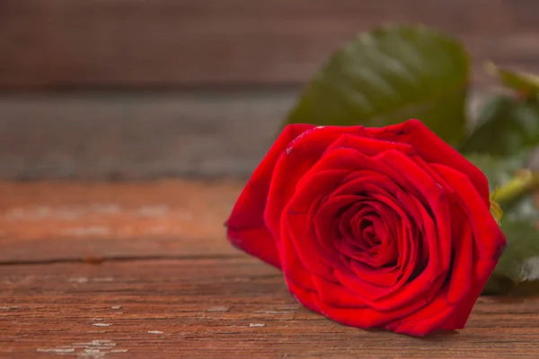 Rosa roja sobre una vieja mesa de madera — Foto de Stock