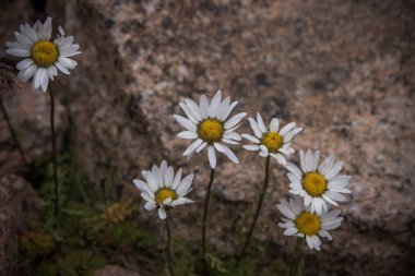 Yabani papatya sarı çiçek açan veya papatya Tien Shan dağlarında, Almatı, Kazakistan buzlu 
