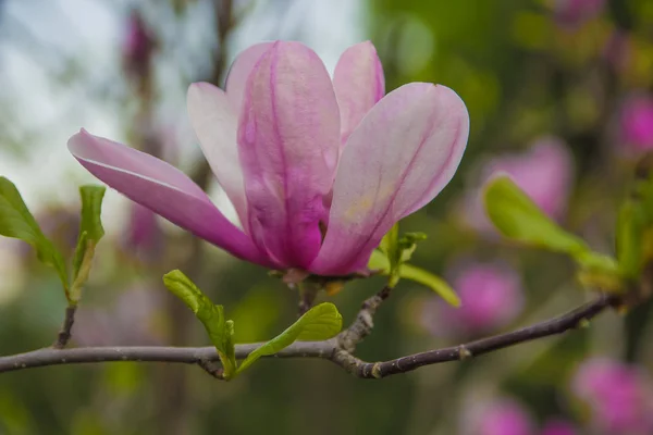 Süße rosa / lila Blüten von Magnolienblüten — Stockfoto