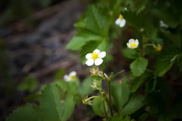 Flor de morango close-up. flor de morango — Fotografia de Stock