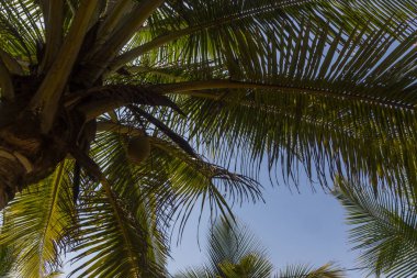 Hindistan cevizi avuç içi mavi gökyüzünün altında şubeleri