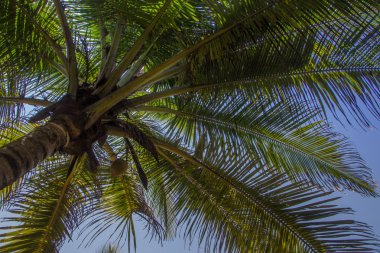 Hindistan cevizi avuç içi mavi gökyüzünün altında şubeleri