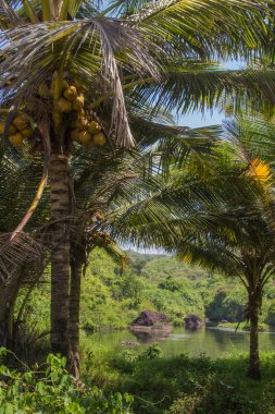 Tatlı gölde Arambol, Kuzey Goa, Hindistan
