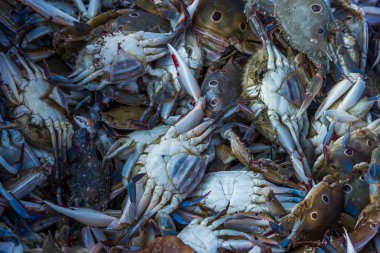 Chapora balık pazarında IND kutusundan yengeçler için saklı satmak