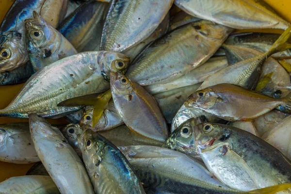 Peixe de frutos do mar para venda armazenado na caixa do mercado de peixes Chapora — Fotografia de Stock