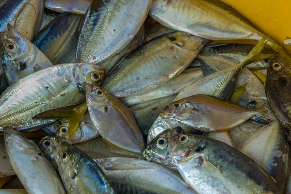 Peixe de frutos do mar para venda armazenado na caixa do mercado de peixes Chapora — Fotografia de Stock