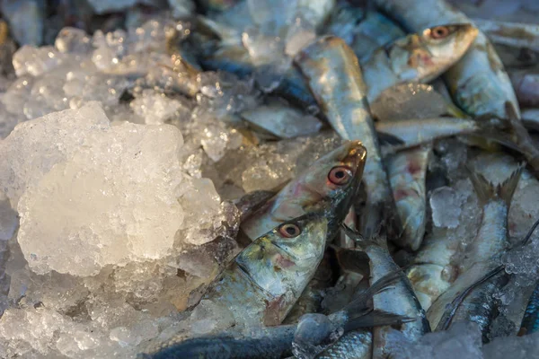 Peixe de frutos do mar para venda armazenado na caixa do mercado de peixes Chapora — Fotografia de Stock