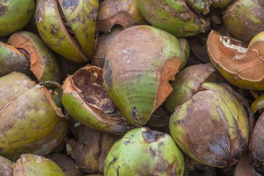 Atılan Hindistan cevizi kabuğu Hindistan'da yığını