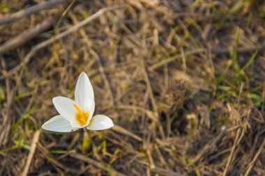 Çiğdem çuha çiçeği. İlk bahar çiçekleri. Almatı, Kazakistan