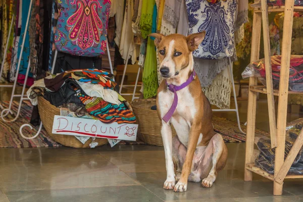 El perro está sentado en el mercado en la India, Goa del Norte, Arambol —  Fotos de Stock