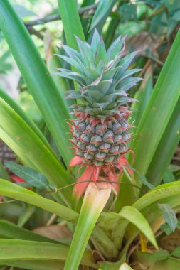 Çiftlikte alanı Plantation, Hindistan büyüyen ananas