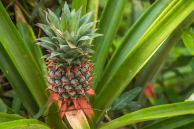 Çiftlikte alanı Plantation, Hindistan büyüyen ananas