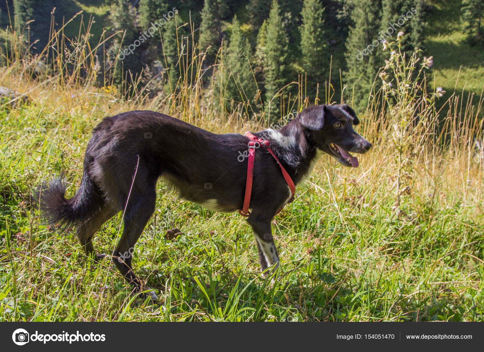 Chien Noir Et Blanc Dans Les Montagnes Almaty Kazakhstan