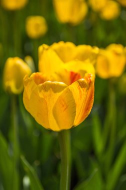 Almatı, Kazakistan'ın parkta sarı lale çiçekleri. Bahar bac