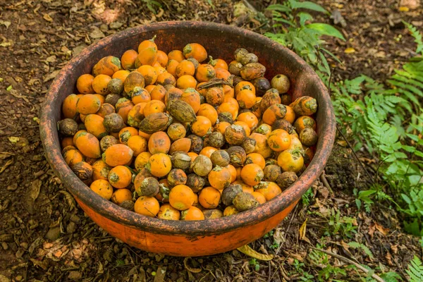 Kırmızı tembul fındık tropikal baharat plantation, Goa, Hindistan
