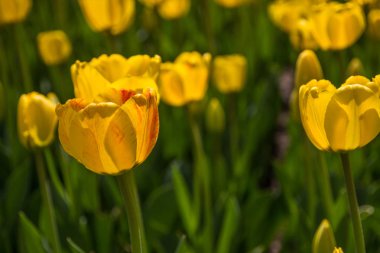Almatı, Kazakistan'ın parkta sarı lale çiçekleri. Bahar bac