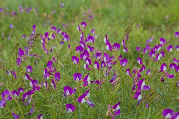 Flores violetas no campo. Flores da estepe, Almaty, Cazaquistão — Fotografia de Stock