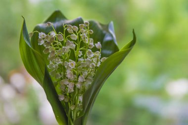 Zambak vadideki bahar. Güzel buket çiçek olabilir