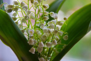 Zambak vadideki bahar. Güzel buket çiçek olabilir