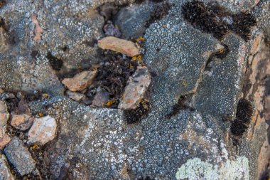 Taş arka plan. Sarı moss ile doku doğa. 