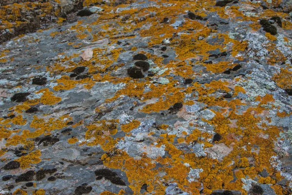 石头背景。自然纹理与黄色苔藓. — 图库照片