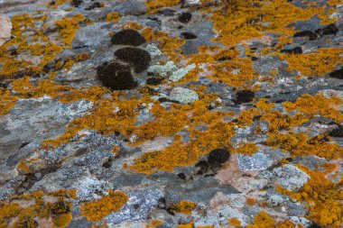 Taş arka plan. Sarı moss ile doku doğa. 