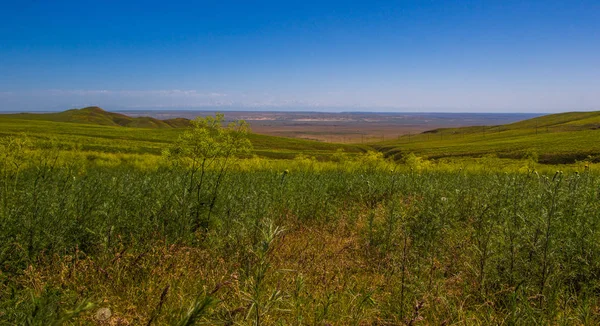 Steppe jaune en fleurs au printemps, Kazakhstan — Photo