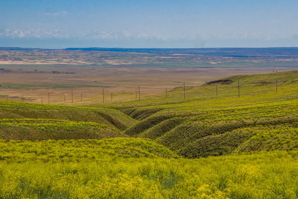 Blooming yellow steppe in spring, Kazakhstan