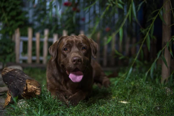 Hnědý labrador pes leží na zelené trávě. Čokoládové labrad — Stock fotografie