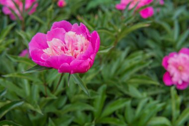 Yaz bahçesinde güzel pembe şakayıklar