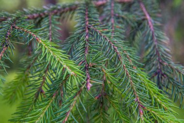 Köknar ağacı brunch yakın çekim. Noel duvar kağıdı kavramı