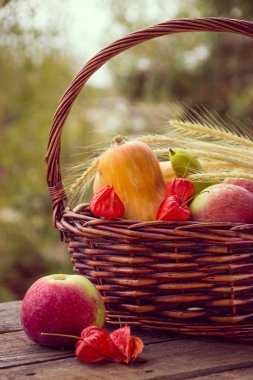 Sonbahar meyve ve sebze bahçesinde sepette. Sezon