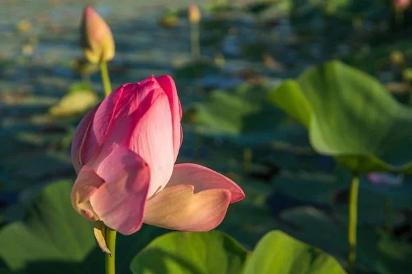 Lotus na stawie w Ałmaty. Bud, kwiat lotosu — Zdjęcie stockowe