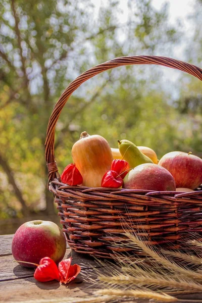 Осенние фрукты и овощи в корзине в саду. Сезон — стоковое фото