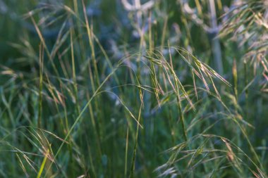 Yaz bozkır günbatımı, Kazakistan ın bitkilerde