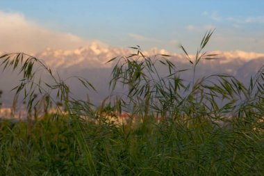 Yaz bozkır günbatımı, Kazakistan ın bitkilerde