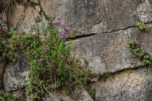 Pared de rocas con plantas silvestres en ella — Foto de Stock
