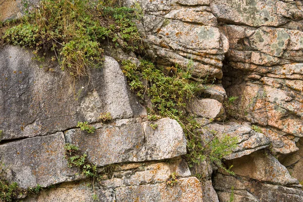 Parede de rochas com plantas silvestres — Fotografia de Stock