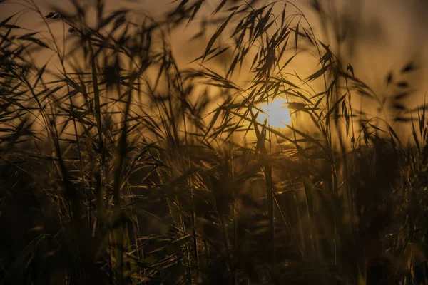 Plantas en la estepa de verano en la puesta del sol, Kazajstán —  Fotos de Stock