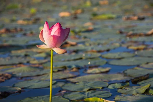 Lotus bloem bloeien op het meer in de buurt van Almaty, Kazachstan. Beauti — Stockfoto