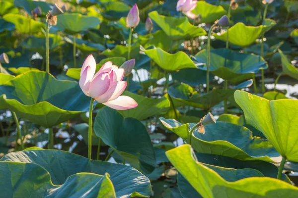 Lotus blomma blomma vid sjön nära Almaty, Kazakstan. Beauti — Stockfoto